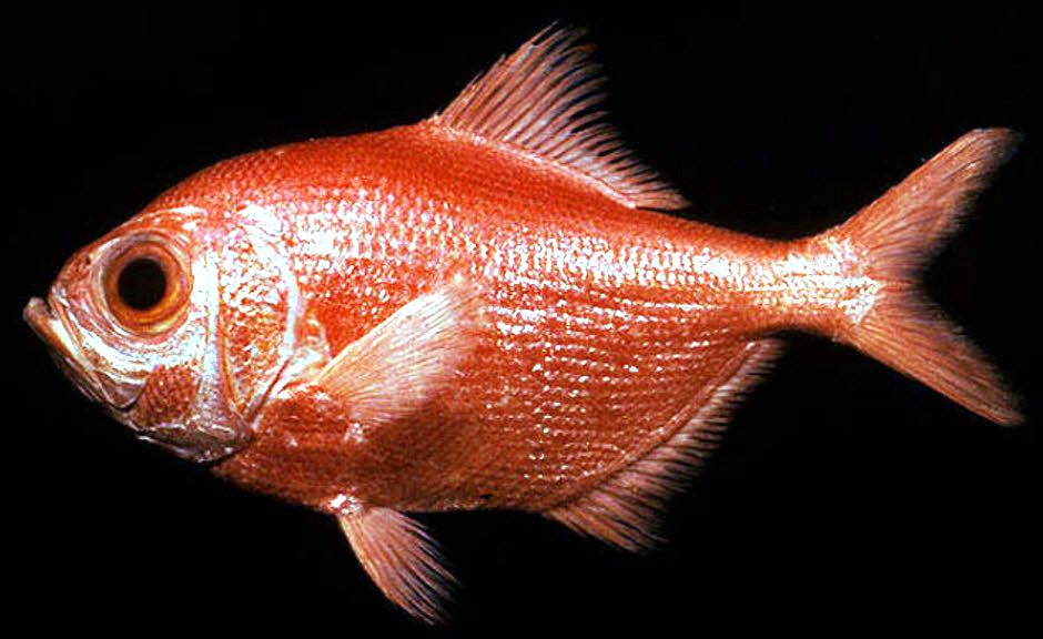 Beryx decadactylus_03